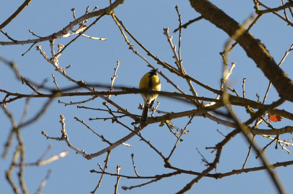 Mésange charbonnière